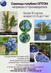 Саженцы голубики 