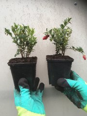Саженцы клюквы