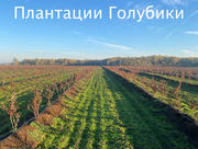 Посадка голубики