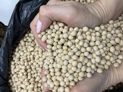 Семена австрийского гороха сорт ЭСО рс1